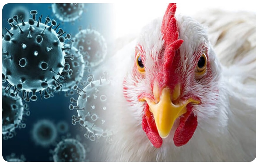 Министерство сельского хозяйства информирует о возрастании рисков ухудшения эпизоотической ситуации по высокопатогенному гриппу птиц на территории Российской Федерации.